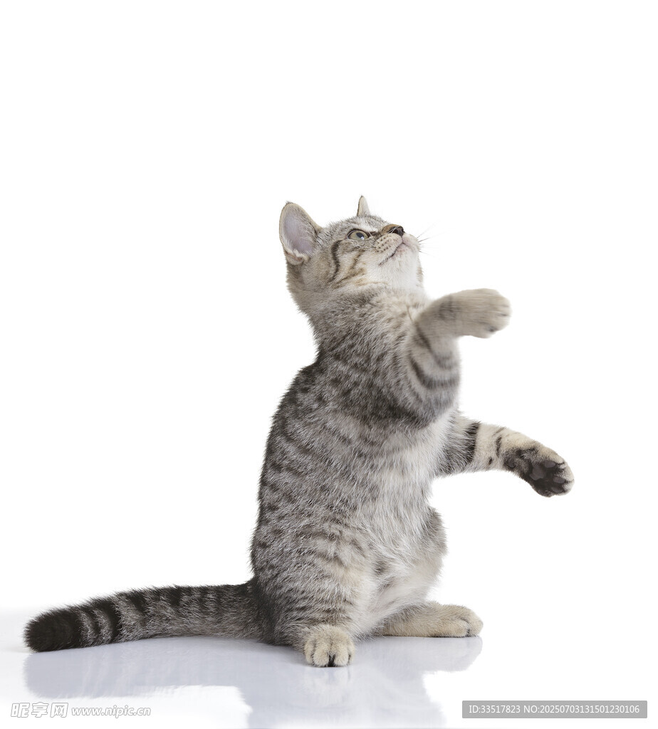 可爱小猫站立抬头望
