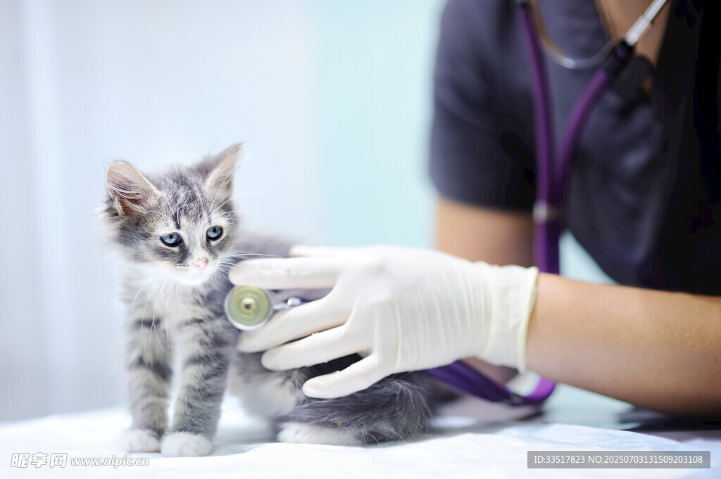 小猫接受兽医检查