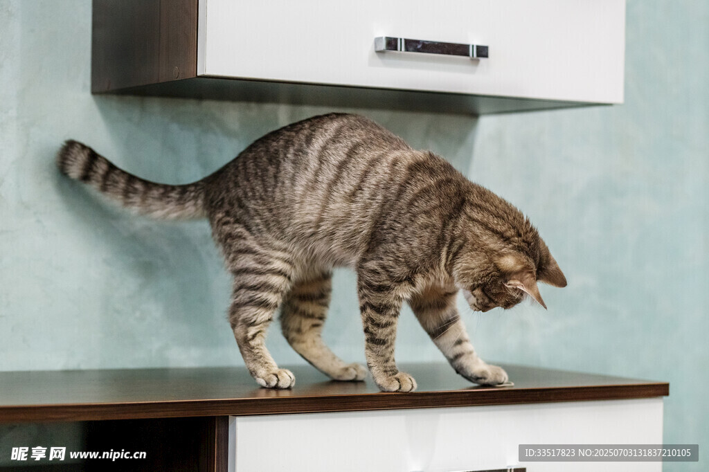 猫咪在橱柜上好奇探索