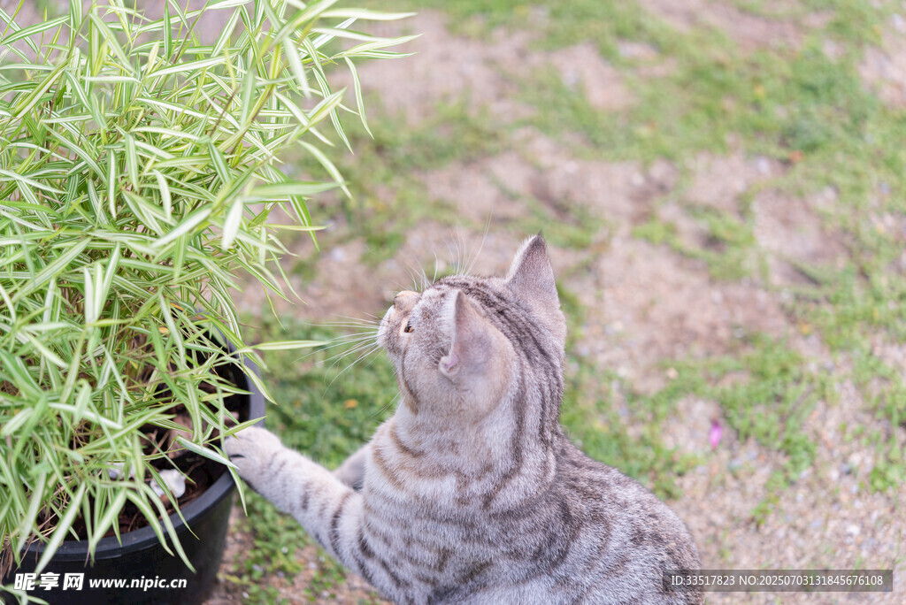 猫咪好奇探向绿植