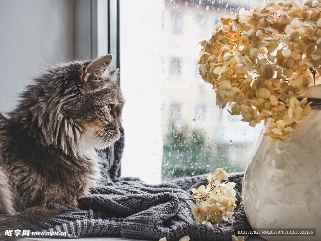 窗边猫咪伴干花的温馨时刻