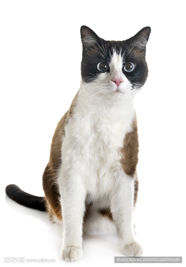 独特面具猫萌态十足