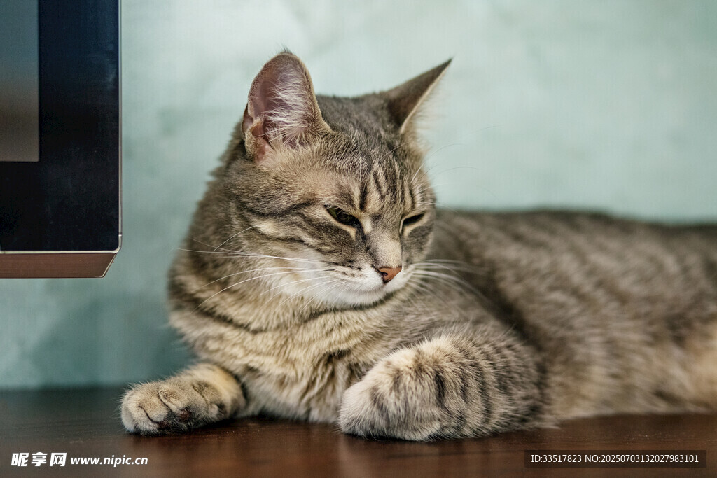 慵懒猫咪惬意趴桌