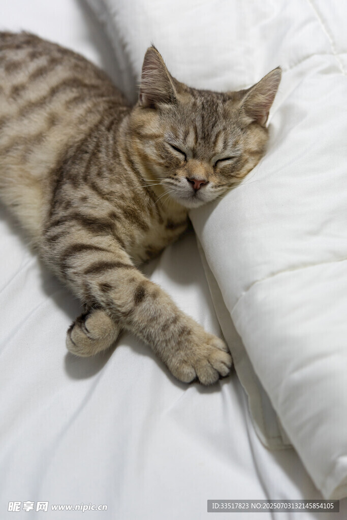 猫咪惬意躺卧在柔软床上