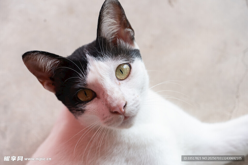 黑白花猫咪的可爱瞬间