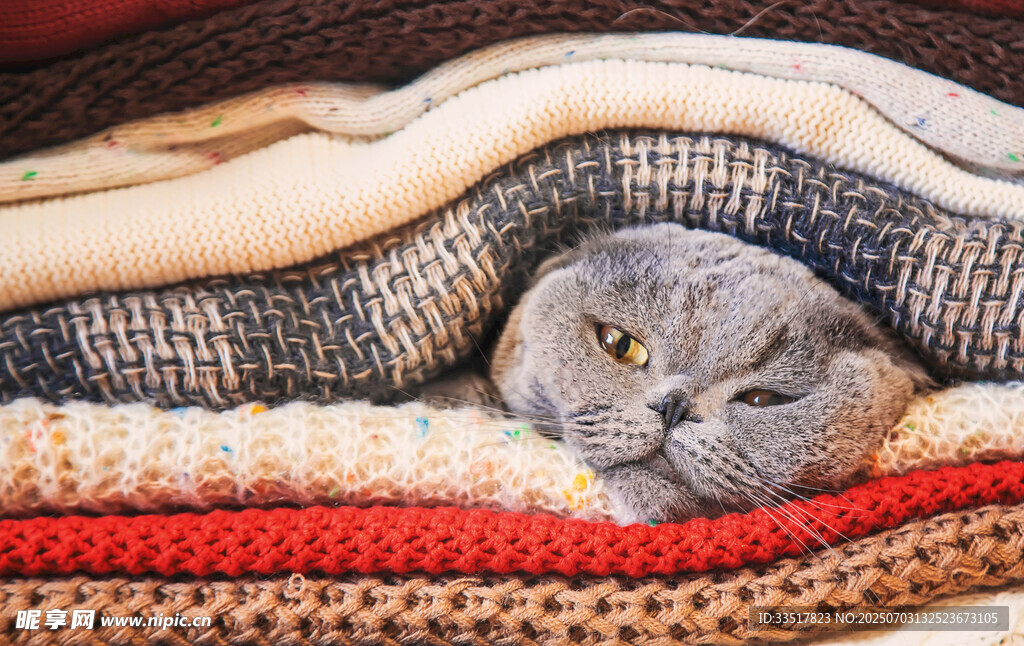 猫咪蜷卧多彩毛毯中