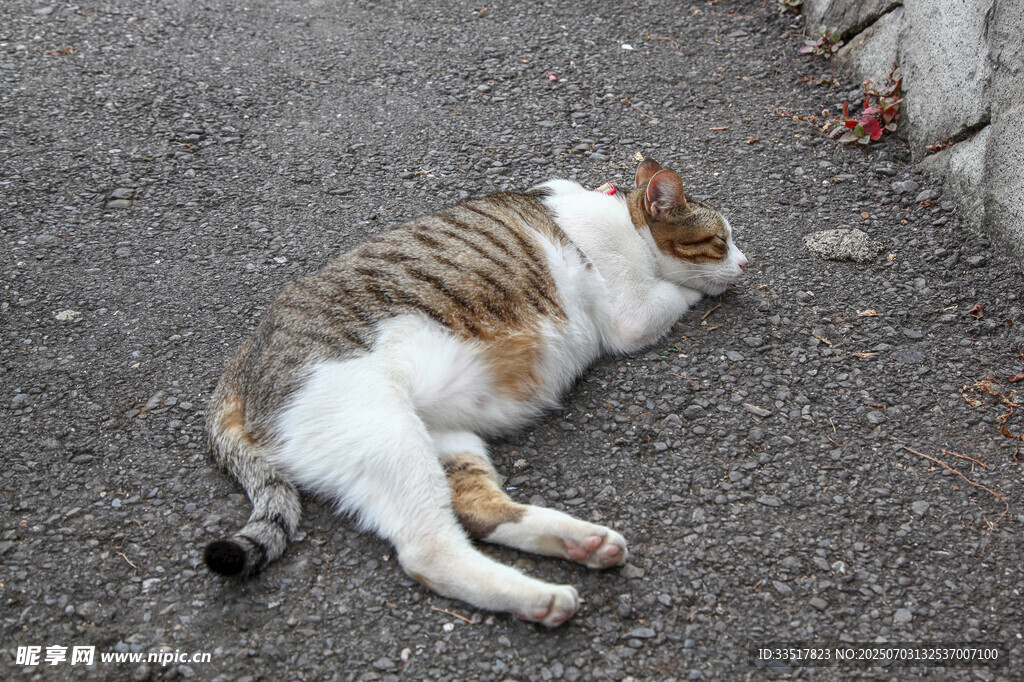路边酣睡的花色猫咪