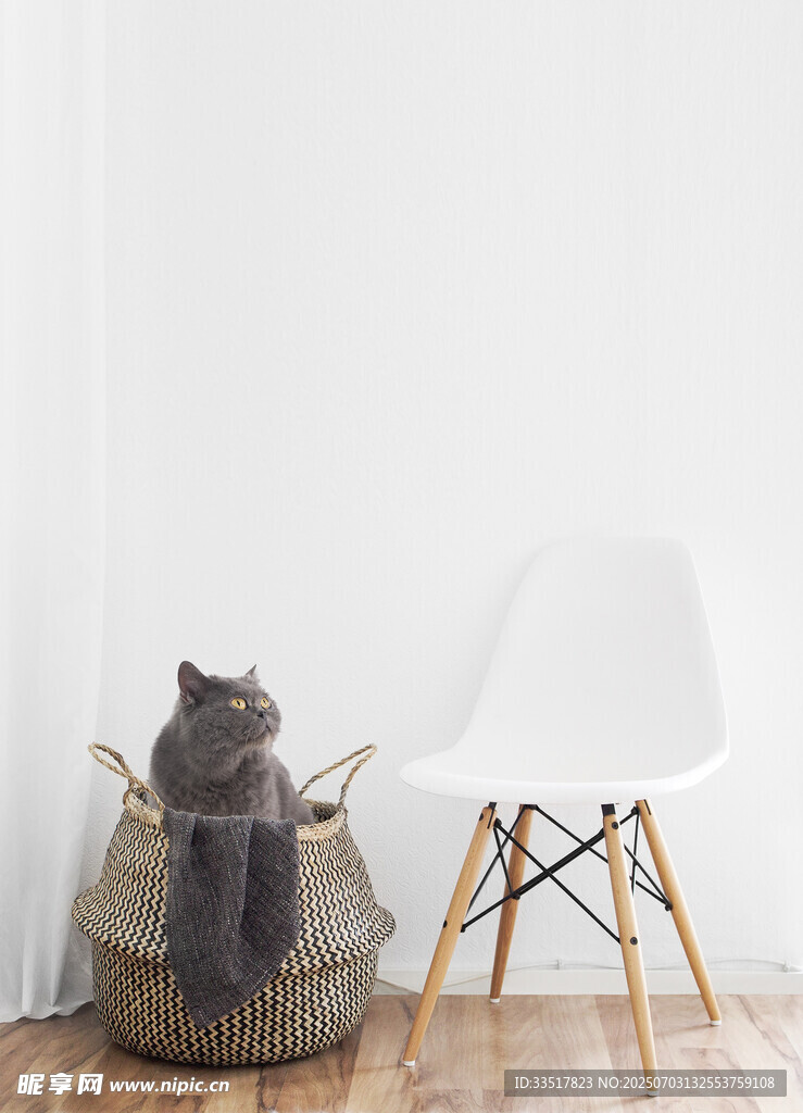 猫咪坐袋中椅旁显慵懒