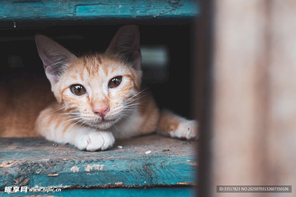 可爱橘猫趴于蓝绿木架