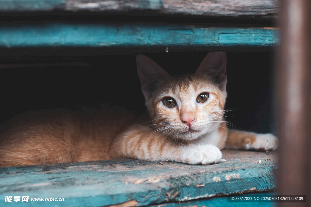 躲在木架下的可爱猫咪