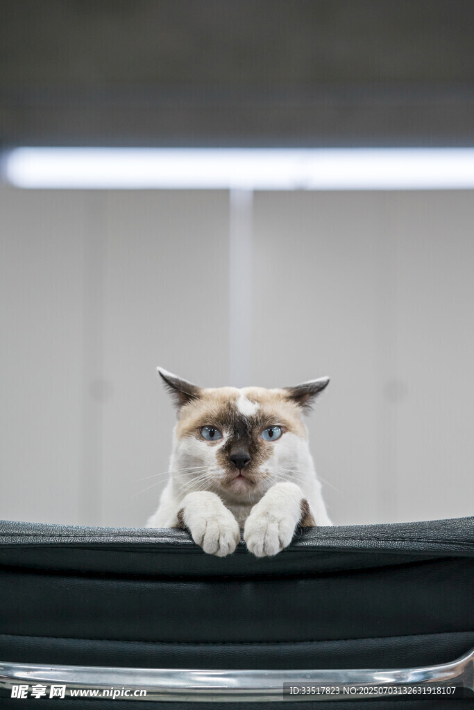 慵懒猫咪趴于黑色物体上