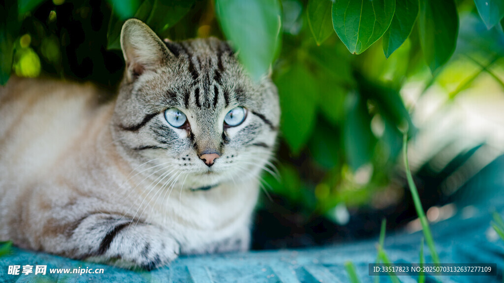 慵懒猫咪趴于绿植旁