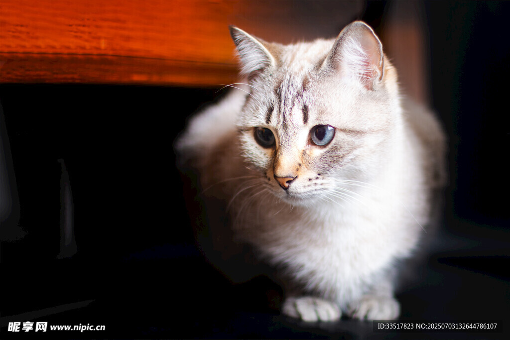可爱长毛猫蹲坐