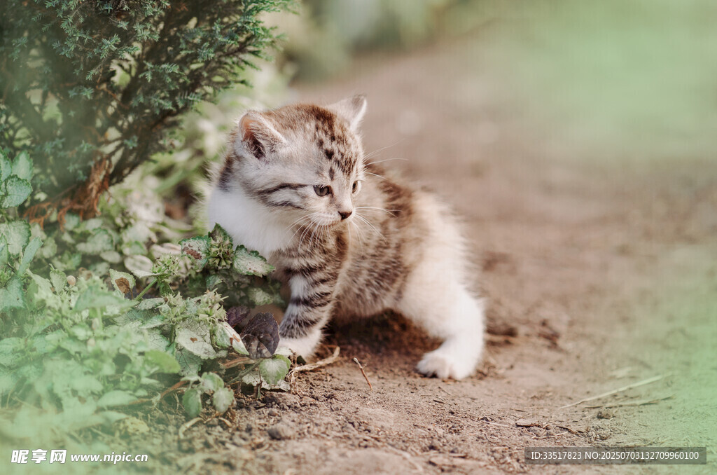 可爱小猫在绿植旁玩耍