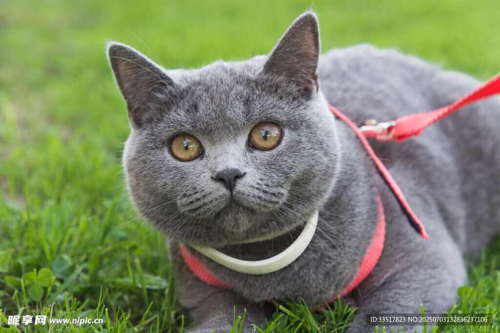 草地上的灰猫