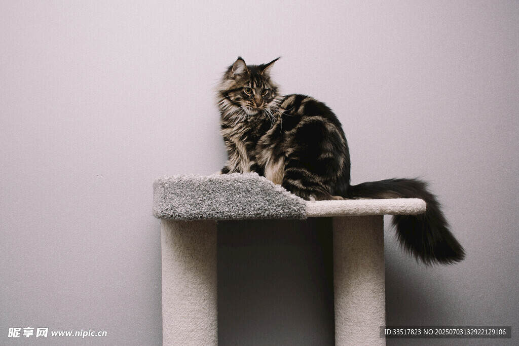 猫咪端坐于猫抓板上