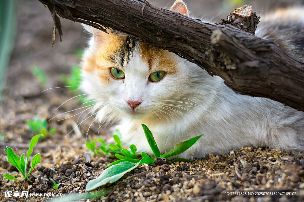树下休憩的三色猫咪