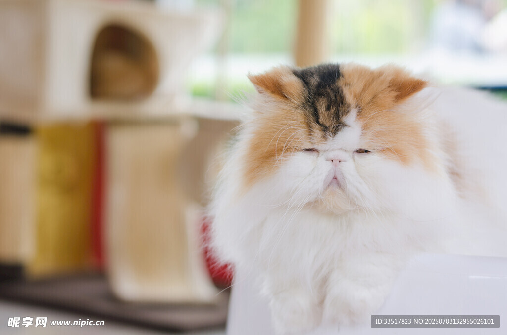 可爱三色猫咪闭眼休憩