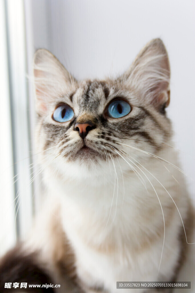 蓝眼萌猫抬头望