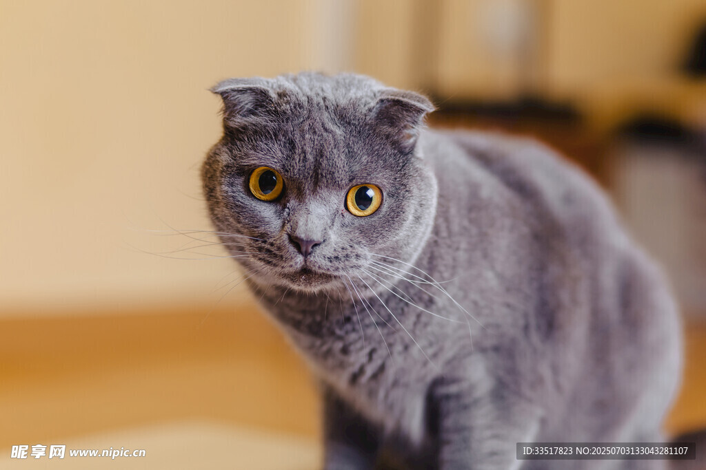 灰色萌猫睁大眼睛瞧着