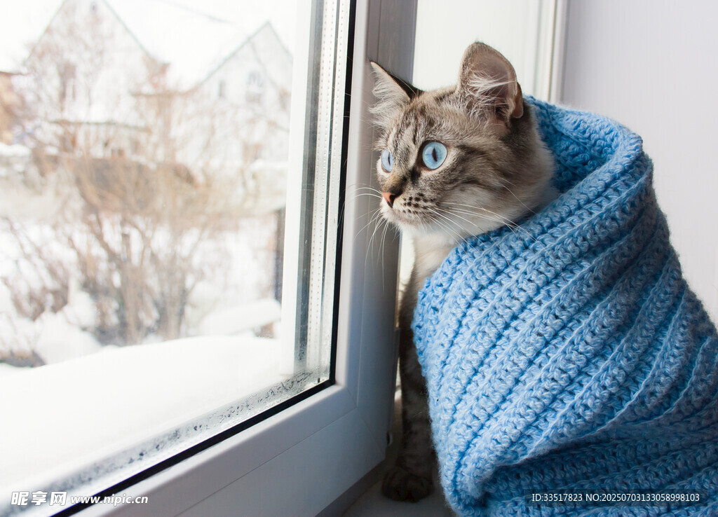 裹蓝毛衣猫咪窗边望雪