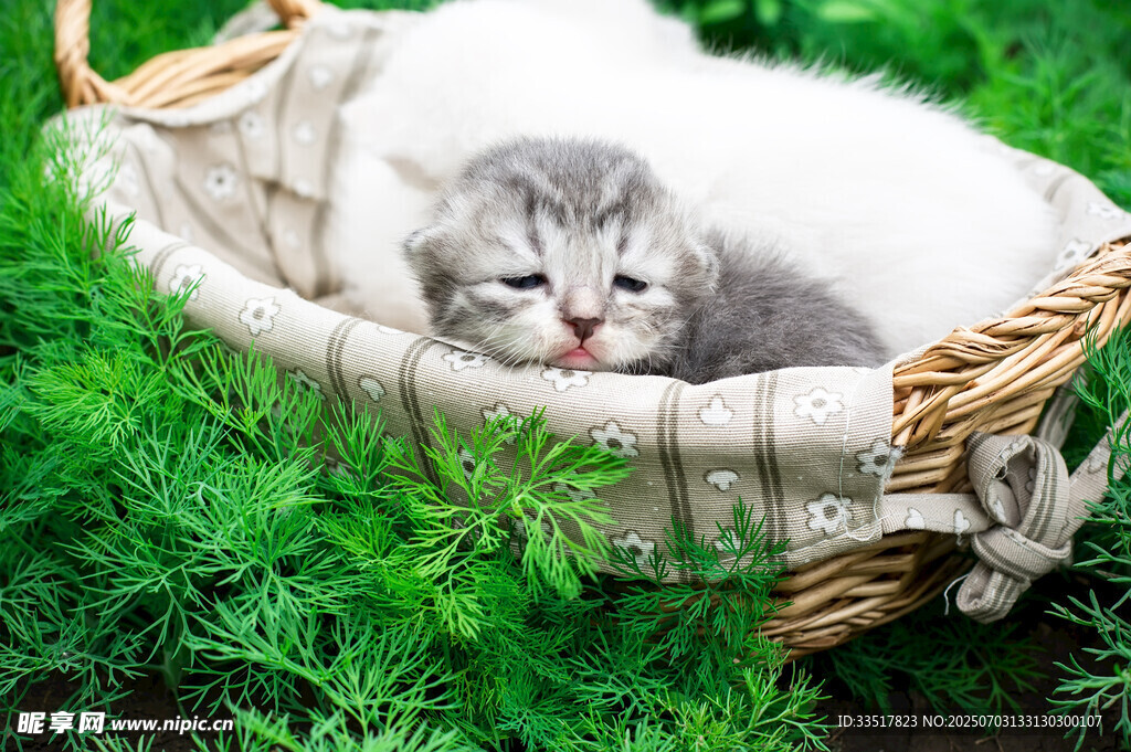 草地上篮子里的可爱小猫