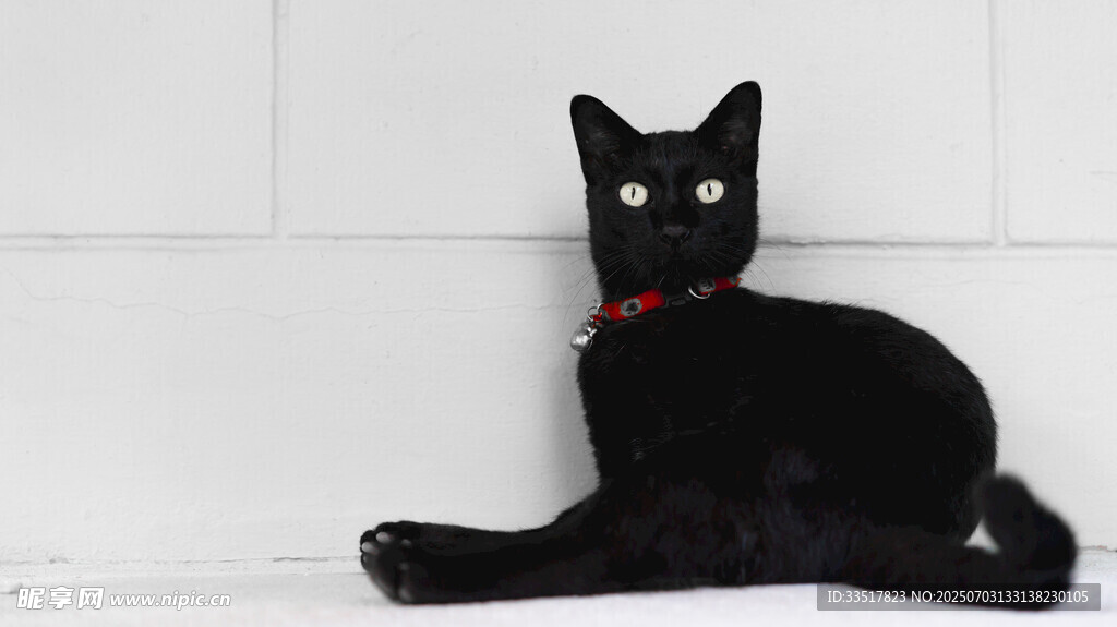 黑猫戴红项圈优雅趴坐