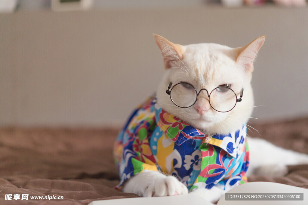 戴眼镜穿花衣的可爱猫咪