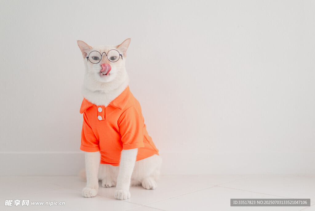 穿橙色衣服的可爱猫咪