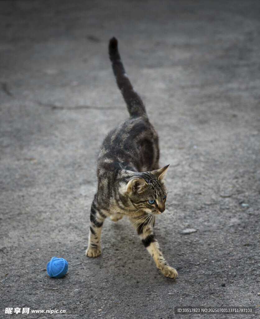 小猫玩蓝色小球