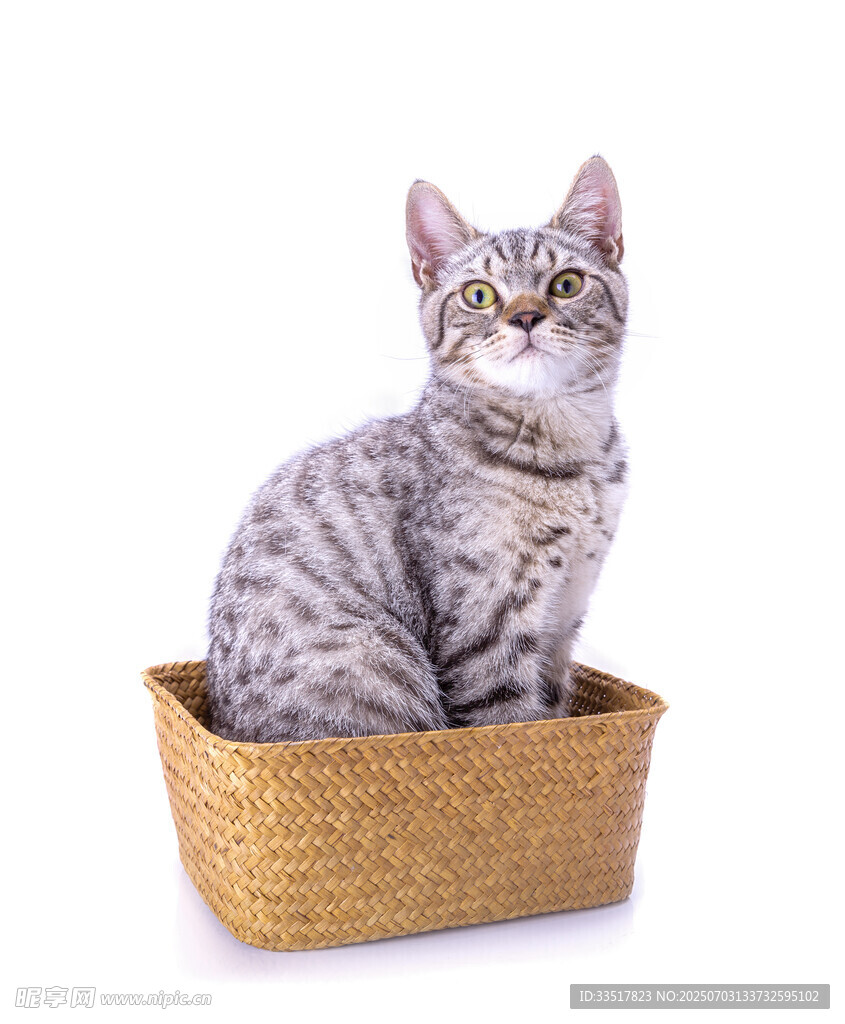 篮子里的可爱斑纹猫咪