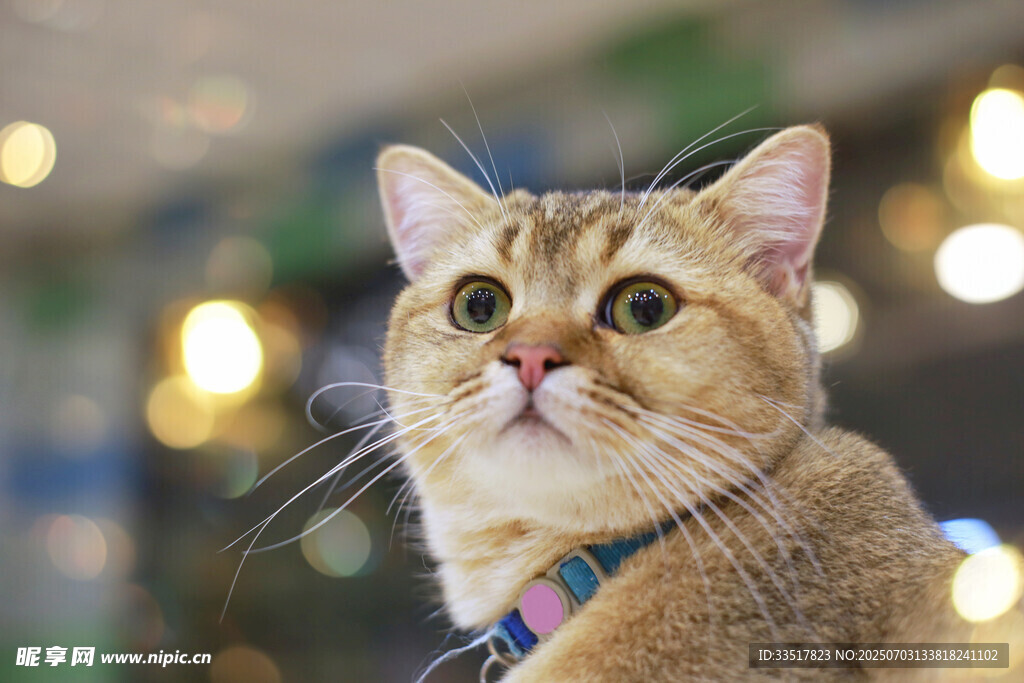 可爱金渐层猫咪抬头瞬间