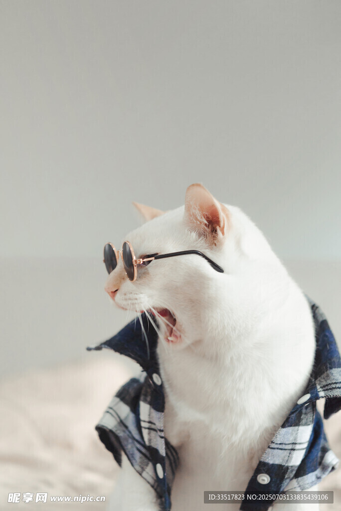 戴眼镜穿衬衫的可爱猫咪