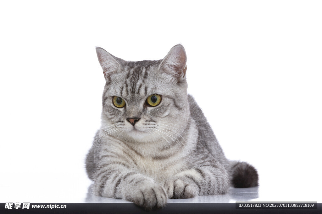 趴着的银渐层猫咪