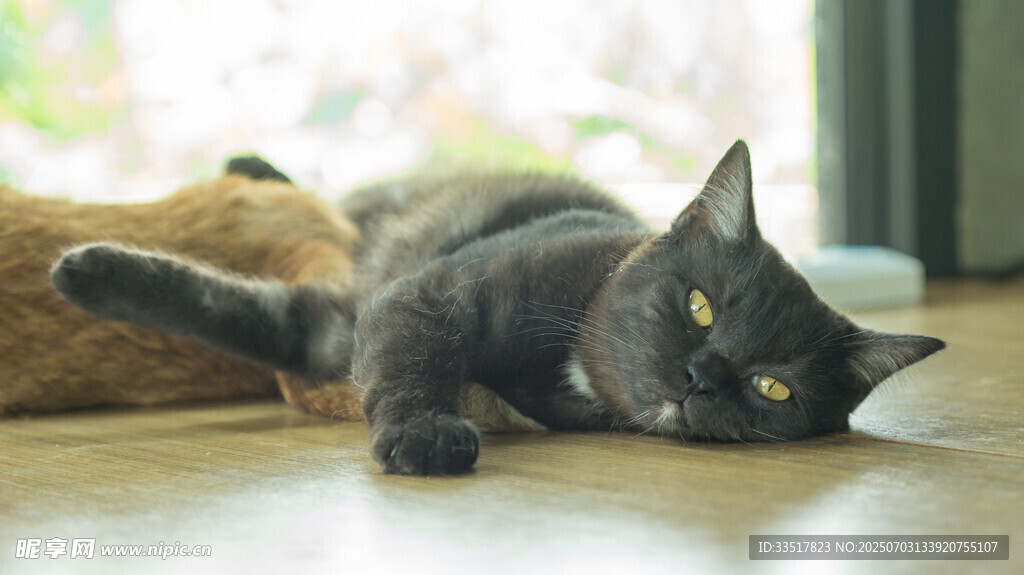 慵懒黑猫惬意躺地板