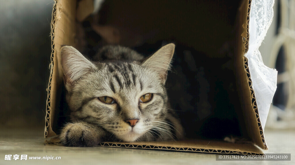 纸箱里的慵懒猫咪