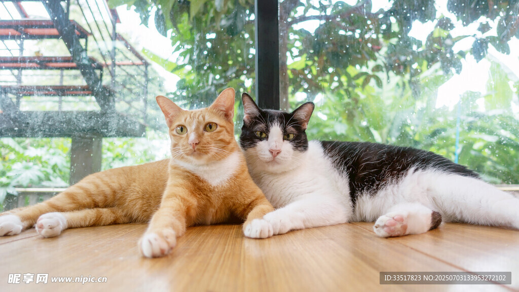 两只猫咪惬意趴卧