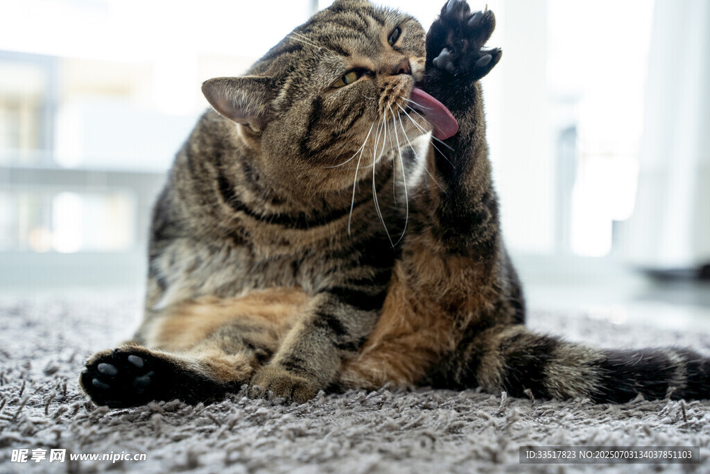 猫咪惬意舔爪瞬间