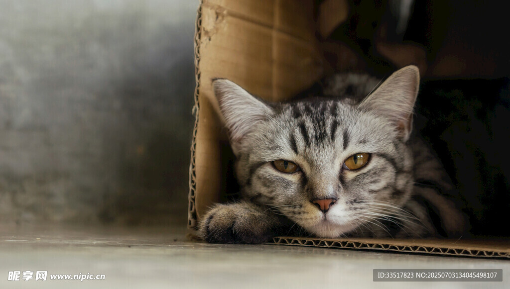 纸箱里的可爱条纹猫咪
