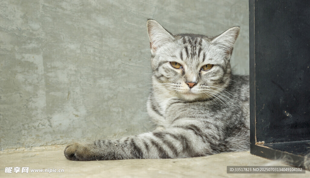 慵懒的条纹猫咪