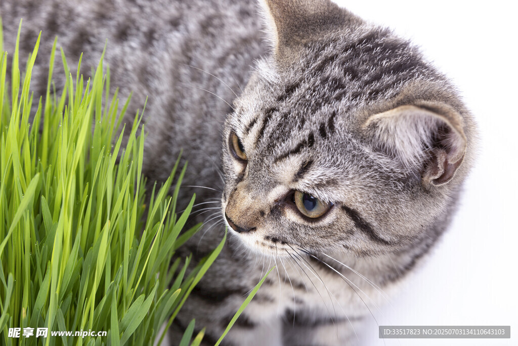 猫咪嗅闻嫩绿青草