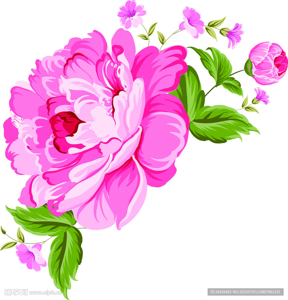 娇艳粉色牡丹花插画