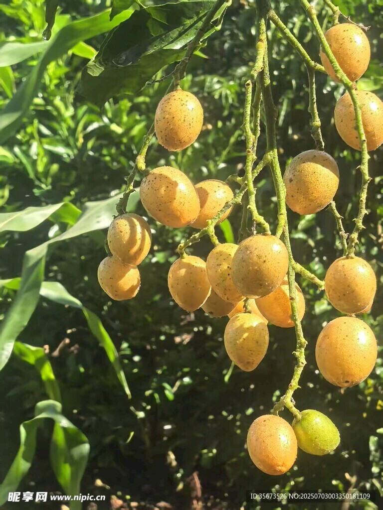 黄皮
