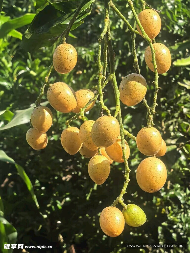 黄皮
