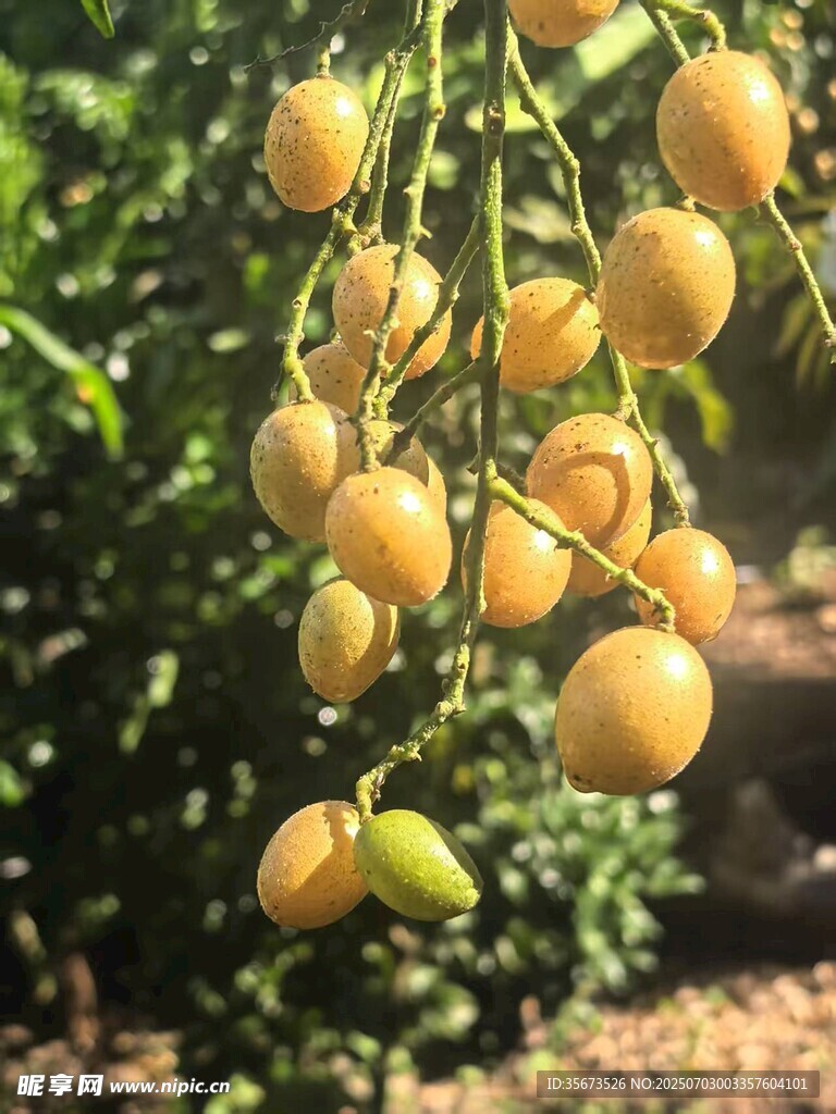黄皮