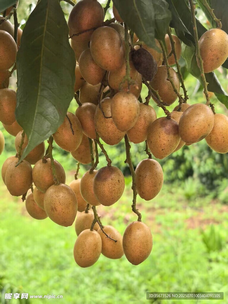 黄皮
