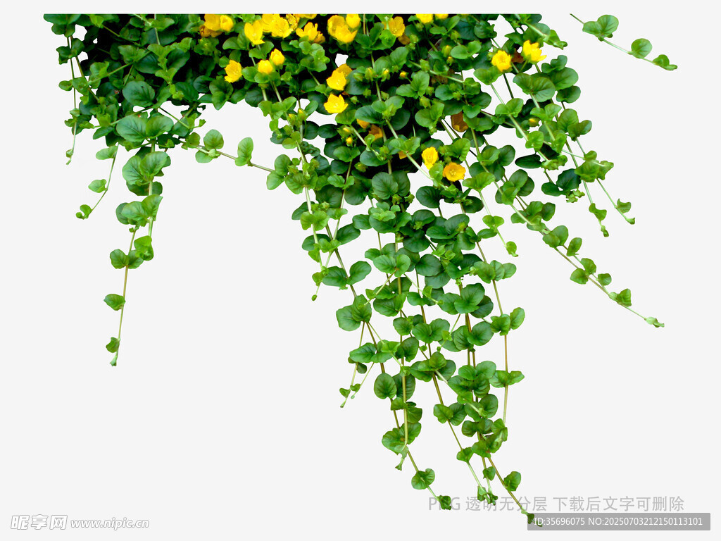 垂挂绿植黄花清新画面