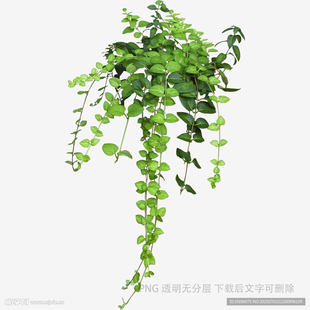藤蔓