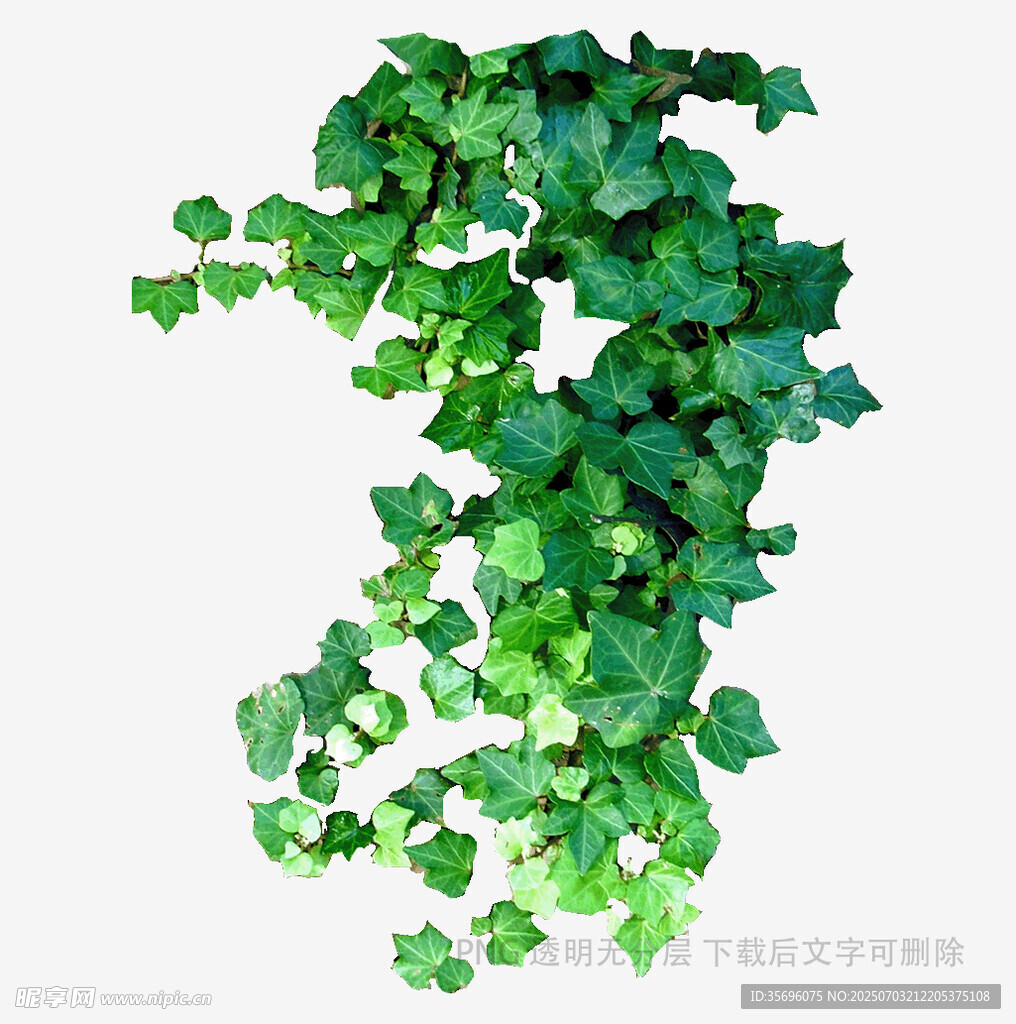 垂吊常春藤绿植装饰图