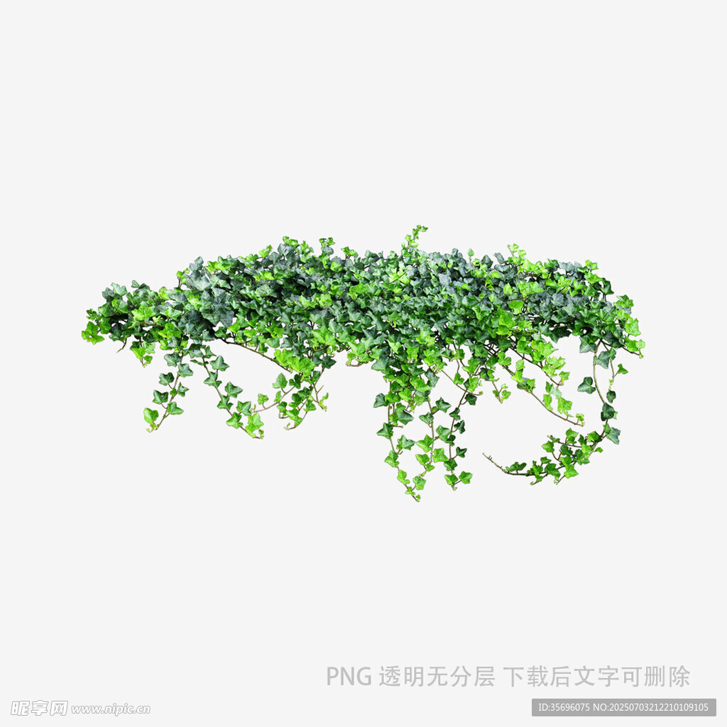 垂吊绿植藤蔓装饰效果图